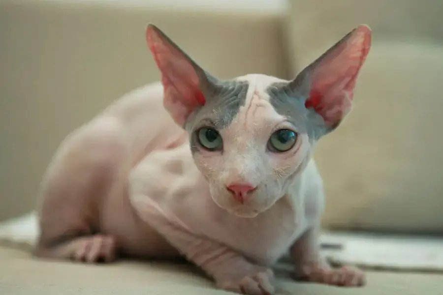 Mèo Sphynx có màu sắc khá đa dạng.