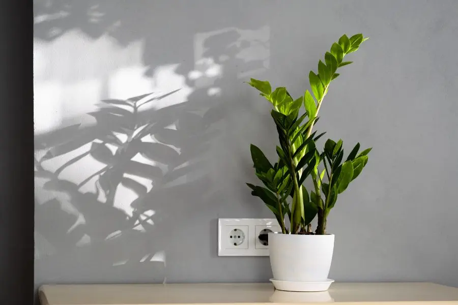 Nên đặt kim phát tài ở hướng Đông, Đông - Nam trong nhà, phòng họp, văn phòng...