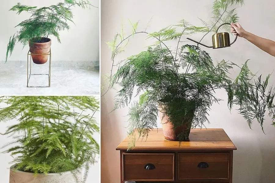 Thủy tùng làm đẹp không gian sống với nhiều tạo hình đẹp mắt.