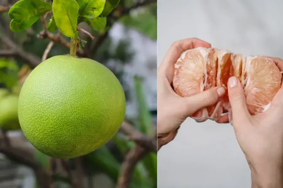Mẹo chọn mua quả bưởi có da bóng, tròn trái, cầm nặng tay