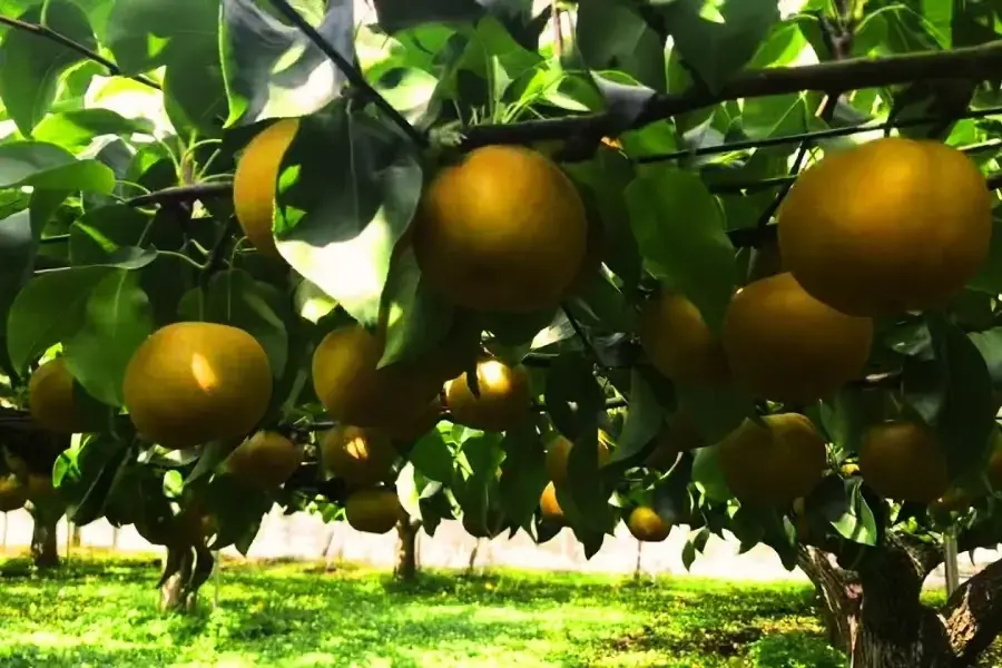 Vườn lê ta