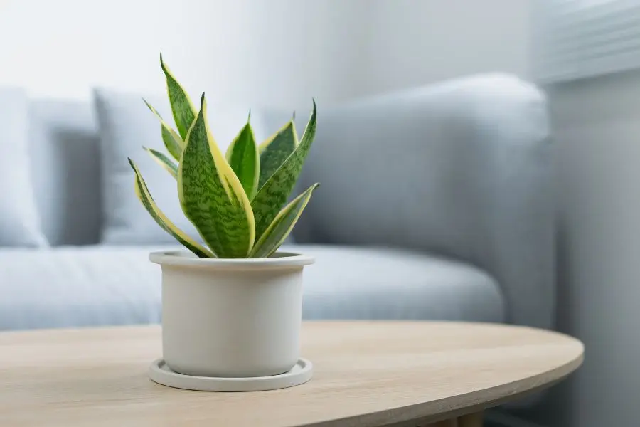 Cây lưỡi hổ là loại cây trồng trong nhà không cần ánh sáng phổ biến.