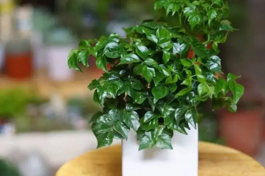 Lá loài cây này có màu xanh đậm.
