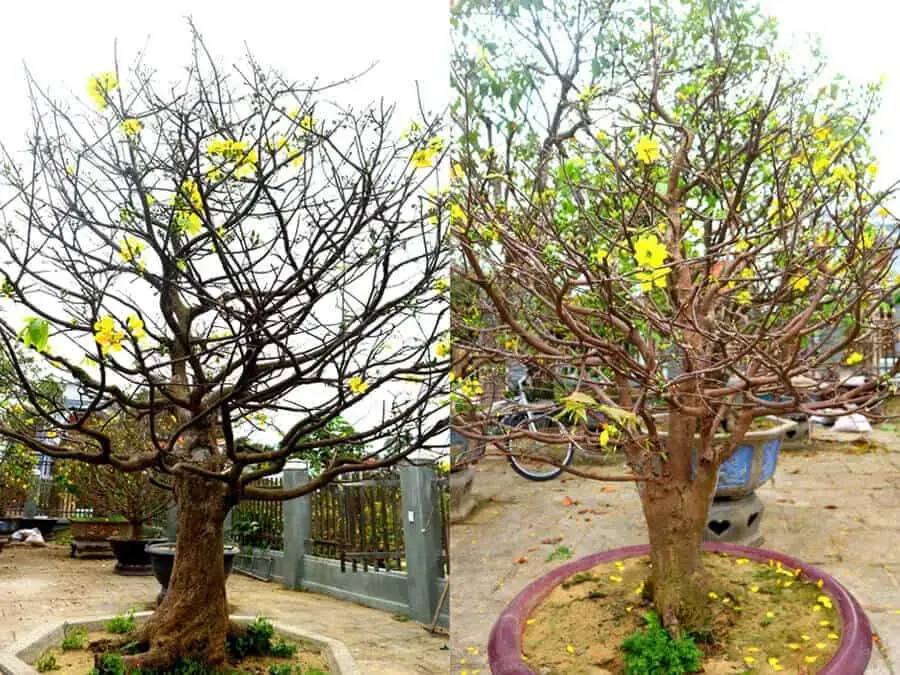 Nên chọn cây mai có cành vươn dài và xa, cành cứng cáp