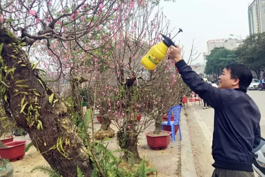 Cây đào rất dễ bị úng nên khi tưới cần phải lưu ý.