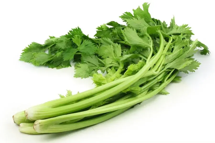 Cần tây thân dài, dày, mọng nước