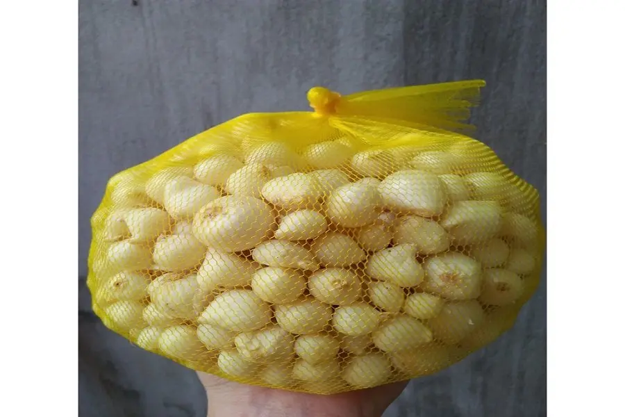 Cách bảo quản hành tăm trong túi lưới ở nhiệt độ thường