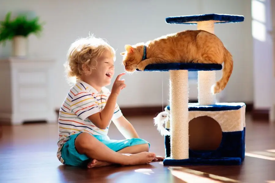 Dành nhiều thời gian chơi đùa với mèo để khắc phục chứng trầm cảm của con vật.