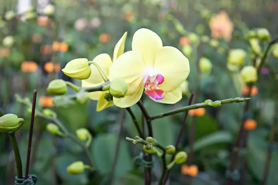 Lưu lại những kinh nghiệm chăm sóc lan hồ điệp để tiết kiệm thời gian nuôi cây.