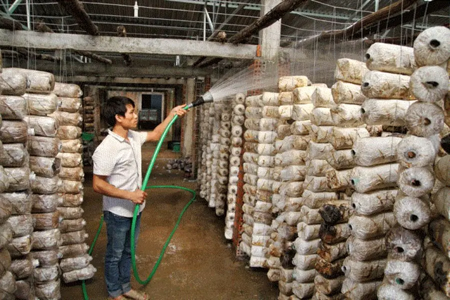 tưới nấm bào ngư bằng vòi phun trực tiếp lên nấm