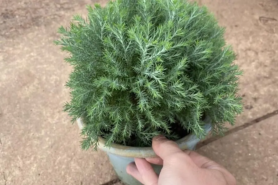 Mua cây Tùng Bồng Lai ở các vườn ươm, trạm giống cây trồng, trạm cây cảnh.