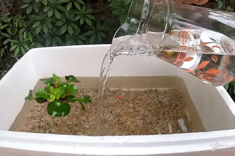 Thả cá vào hồ thủy sinh