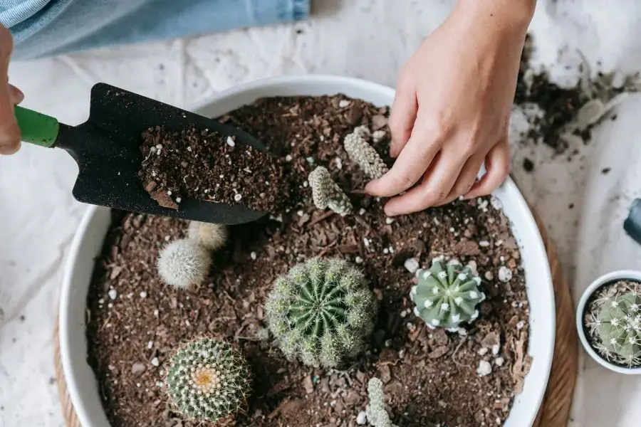 Xương rồng được trồng bằng cách gieo hạt hoặc tách chồi con.
