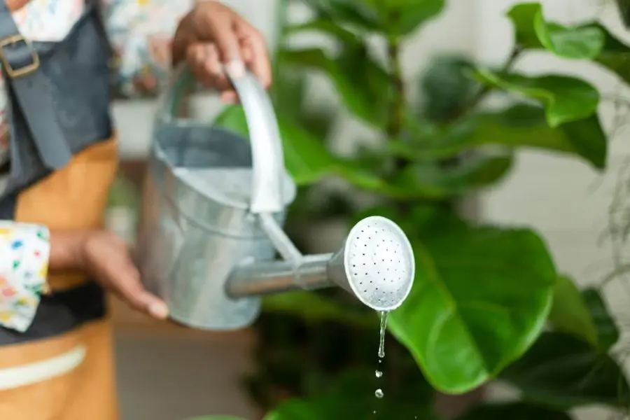 Tần suất tưới nước thích hợp nhất là từ 2 - 3 lần/tuần.