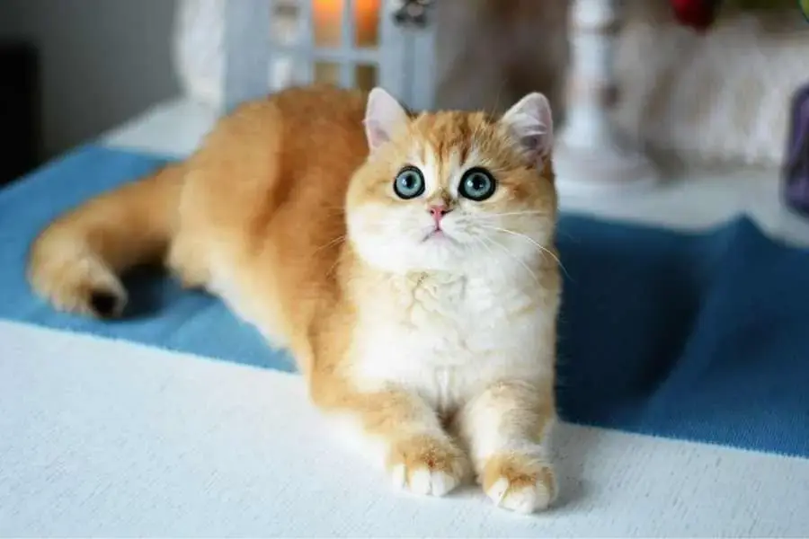 Mèo có kích thước không quá lớn và cũng không kén nơi sống.