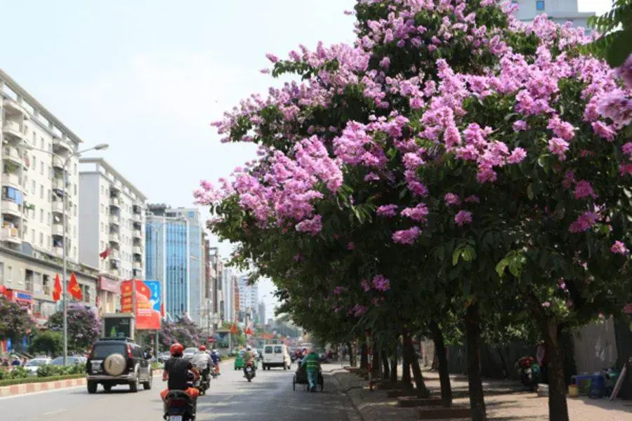 Bằng Lăng tô điểm cho đô thị thêm xanh mát và trong lành.