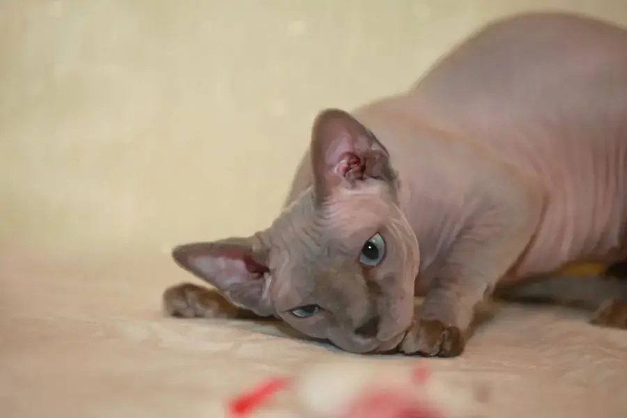 Mèo Sphynx rất thân thiện và dễ gần.