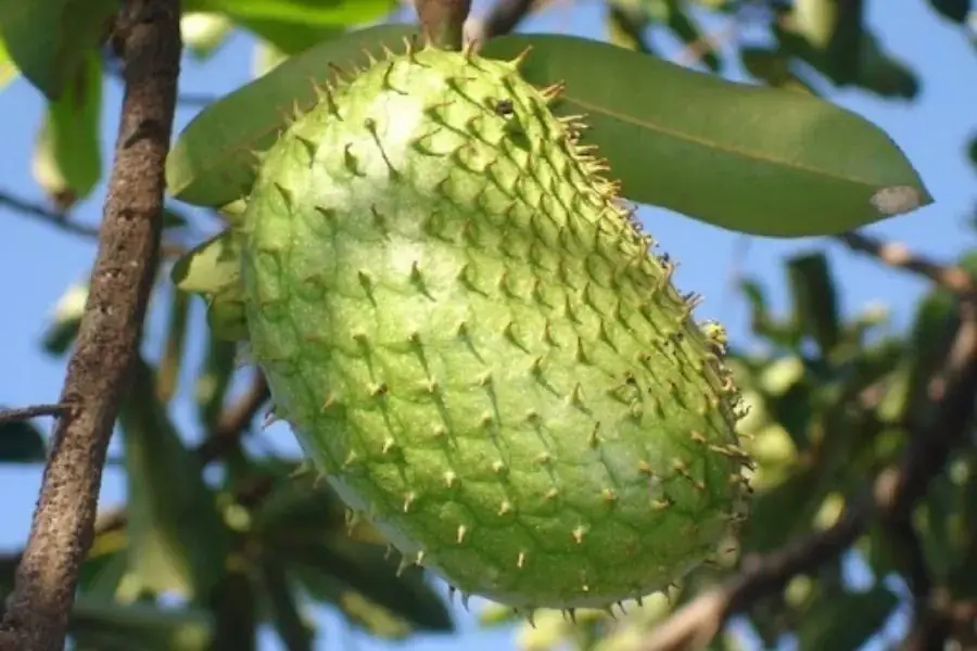 Mãng cầu xiêm