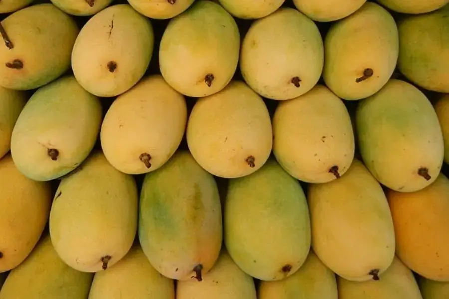 Xoài cát Hoà Lộc