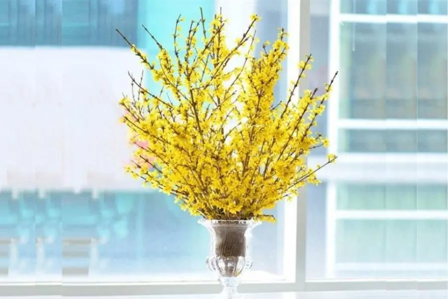 Hoa mai là loại hoa đặc trưng không thể thiếu của người miền Nam nước ta.