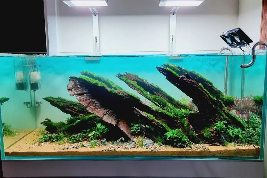 Chọn lũa và đá để trang trí bể thủy sinh.