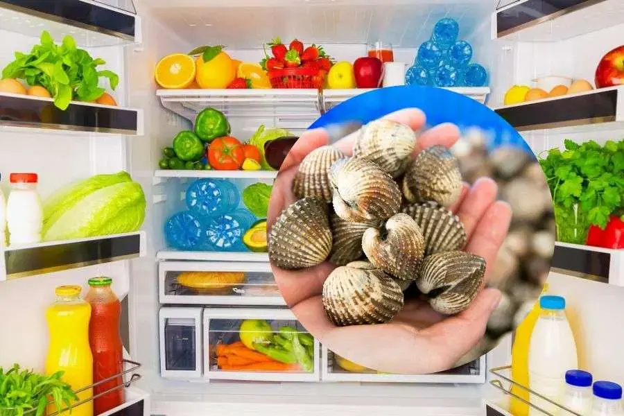 Dùng tủ mát để bảo quản sò huyết được tươi ngon