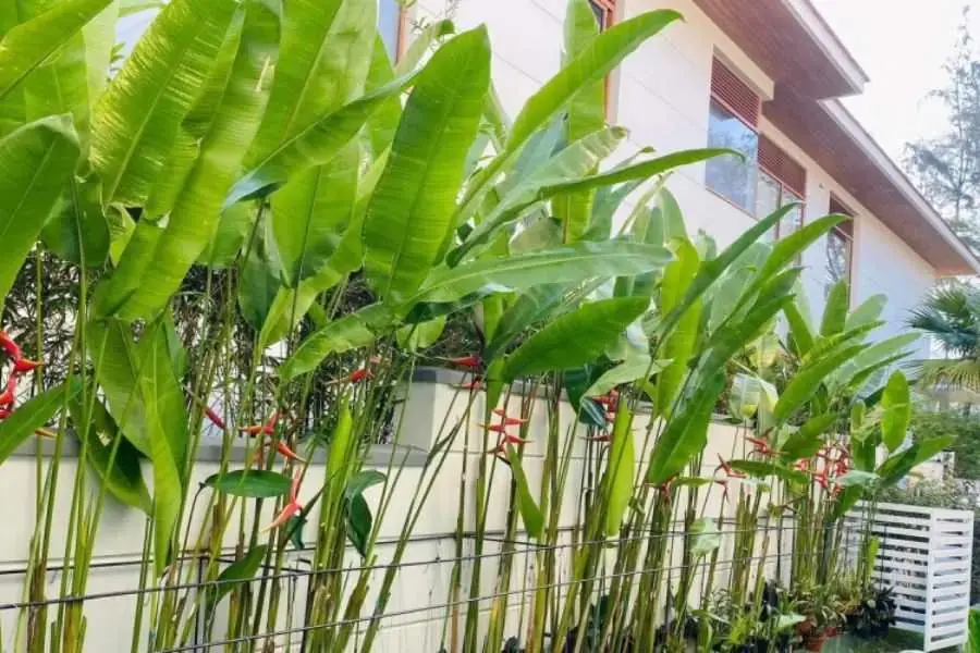 Trồng chuối cảnh tạo cảnh quan cho không gian nhà vườn.