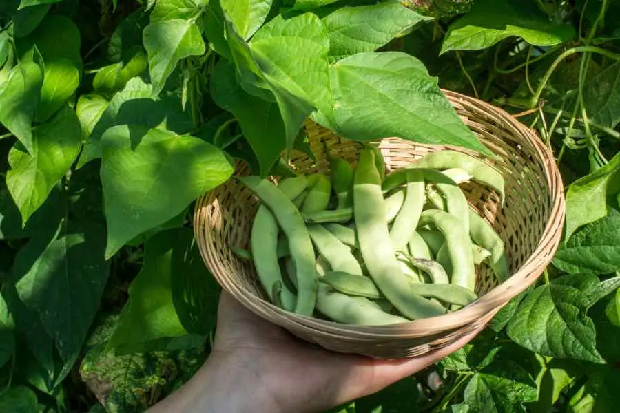 Đậu cô ve có hàm lượng protein và chất béo cần thiết ở trẻ nhỏ.