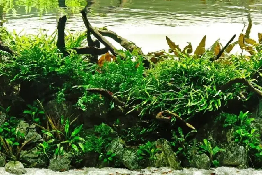 Trồng cây thủy sinh trong bể cá cảnh