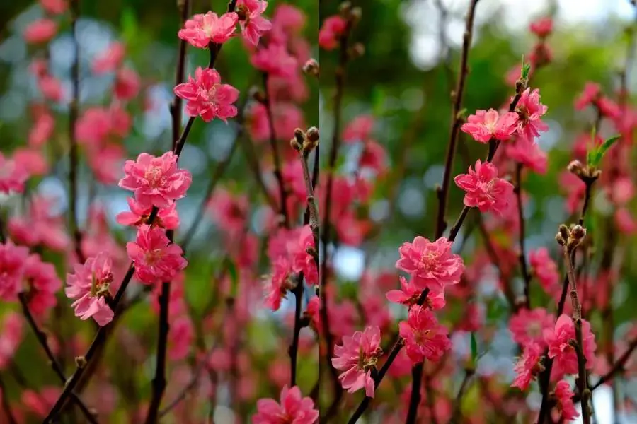 Hình ảnh đẹp về cây đào đang thời kỳ nở rộ hoa.