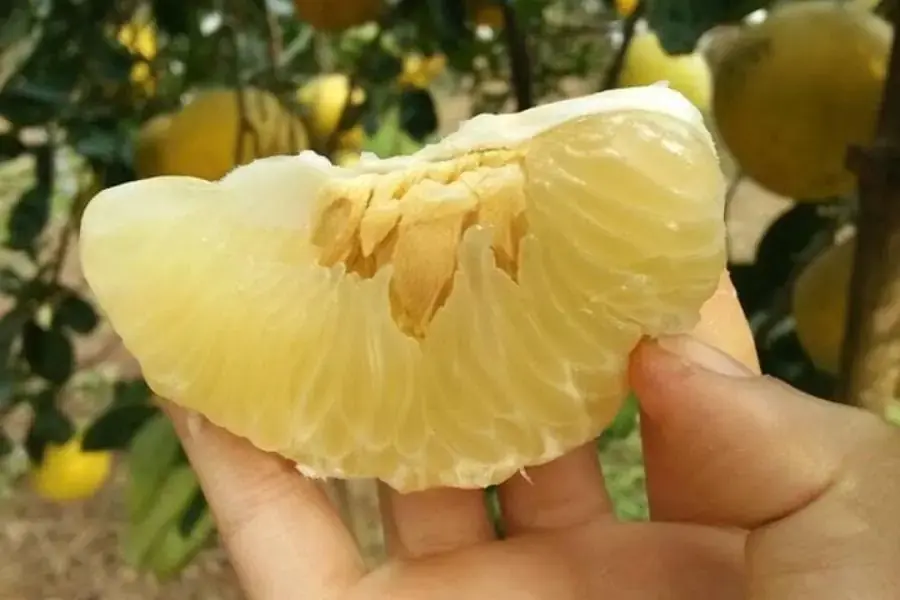 Bưởi cung cấp nguồn năng lượng cho cơ thể.