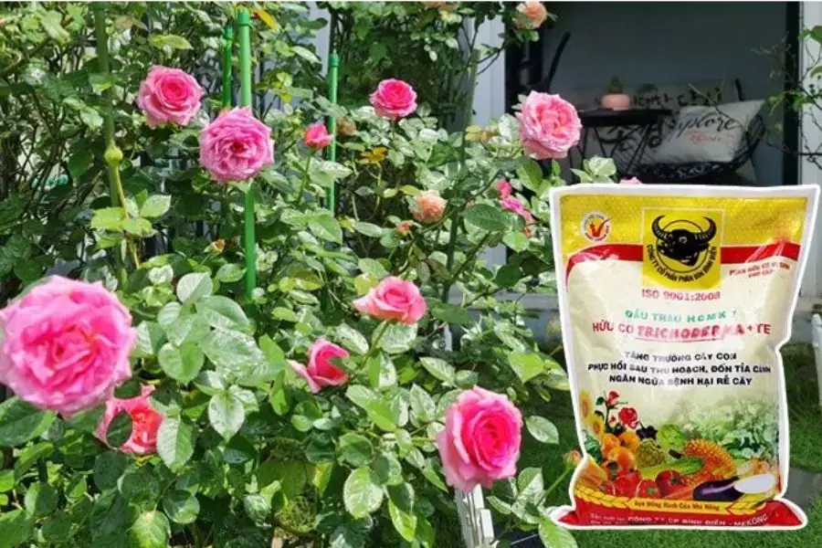 Bón phân cho hoa hồng bằng phân bón vi sinh