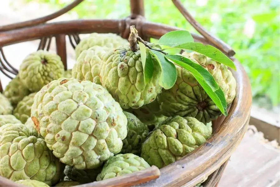 Quả na chứa nhiều chất chống oxy hóa