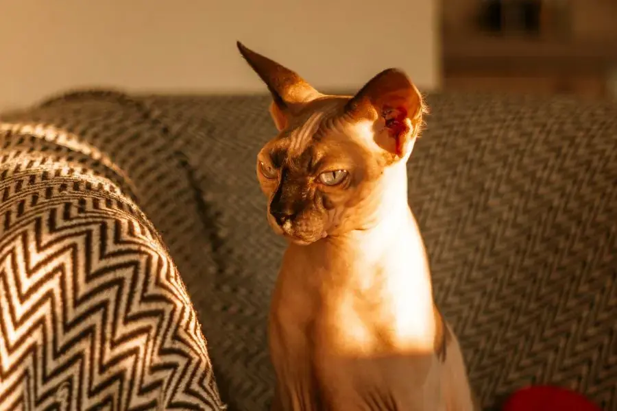 Sphynx sở hữu đôi tai lớn và một gương mặt nghiêm nghị.