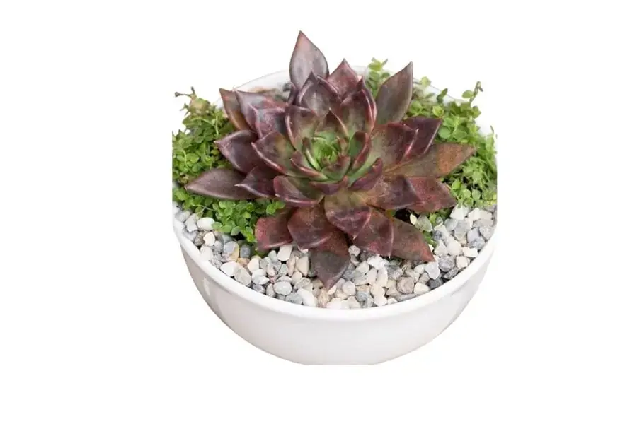 Cây Sen Đá Nâu biểu tượng của một tình yêu, tình bạn bền vững