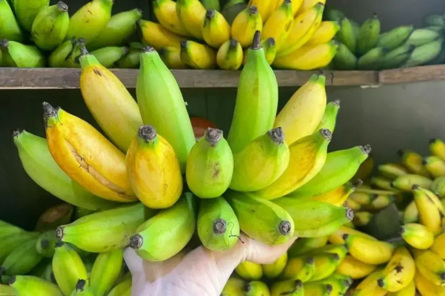 Chuối cau có kích thước quả nhỏ nhắn.