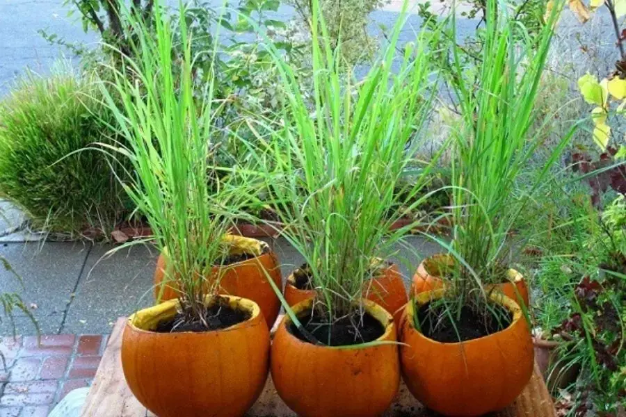 Trồng sả có thể xua đuổi muỗi