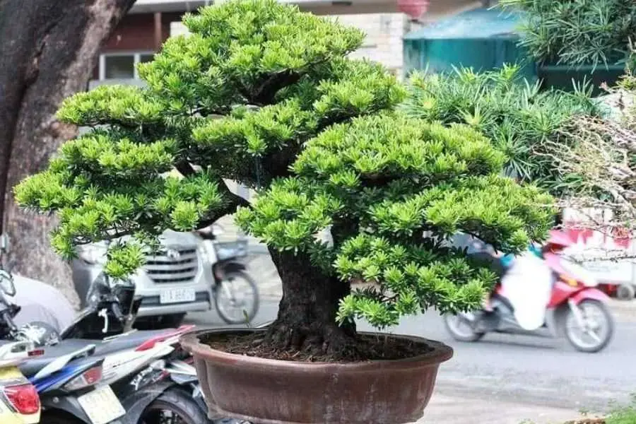Mẫu Tùng La Hán bonsai thế tùng thập.