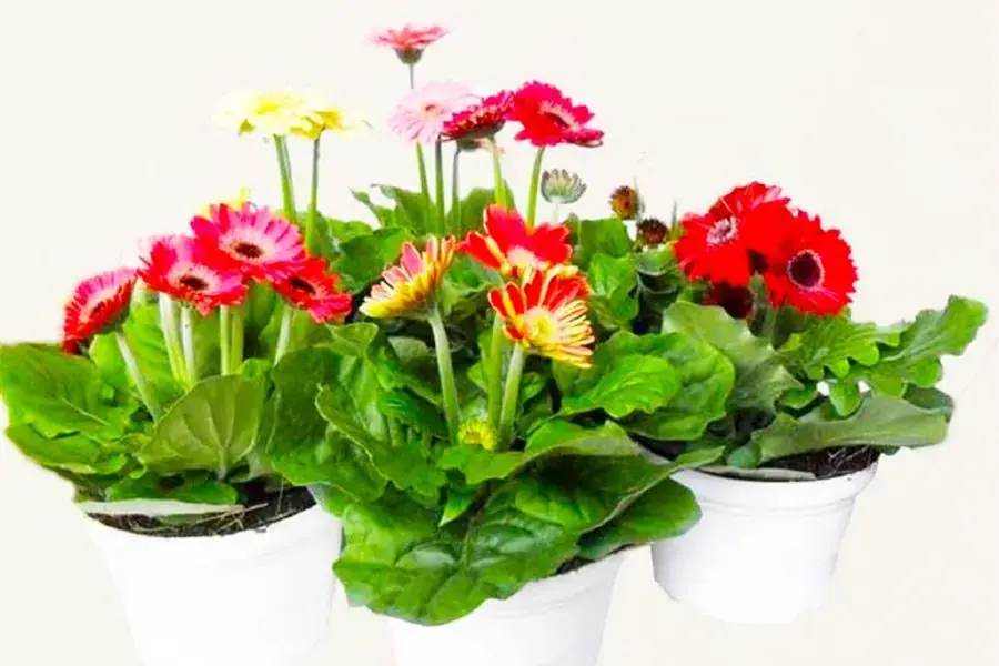 Khử mùi khói thuốc bằng hoa cúc đồng tiền