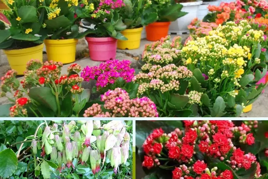 Ở Việt Nam hoa sống đời đa dạng về màu sắc, loại hoa và hình dáng thân cây