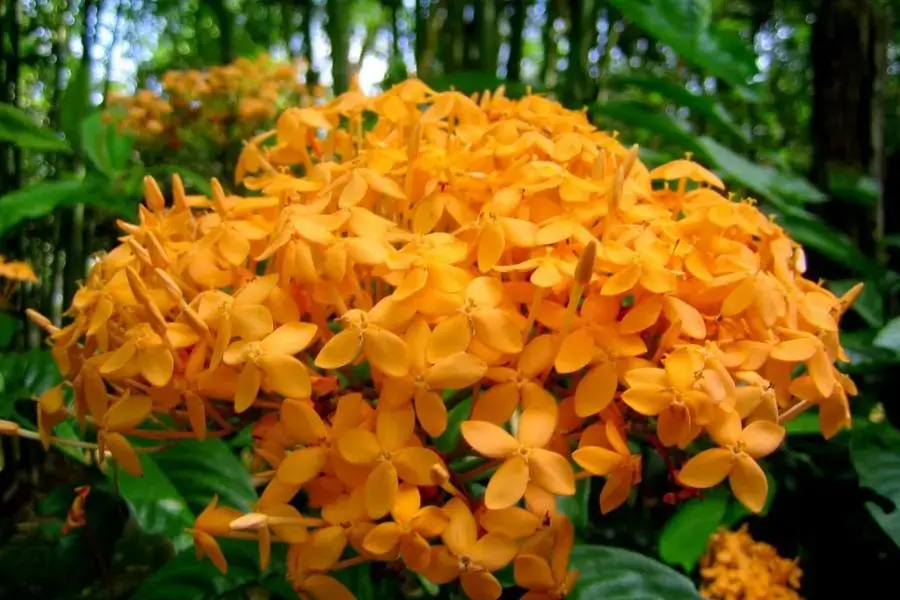 Hoa Mẫu Đơn vàng mọc trong rừng.
