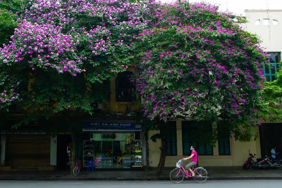 Bằng Lăng có tán lá rộng, sống lâu năm.