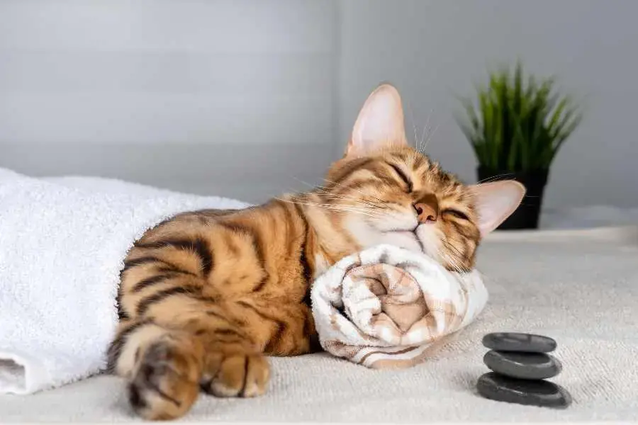 Đầu mèo Bengal tương đối nhỏ nhưng đôi tai khá to và thẳng đứng.