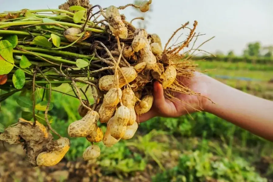 Hình ảnh cây đậu phộng