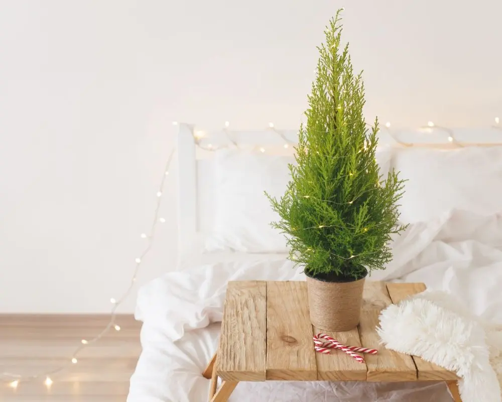 Trang trí phòng ngủ thêm điểm nhấn với cây tùng thơm.