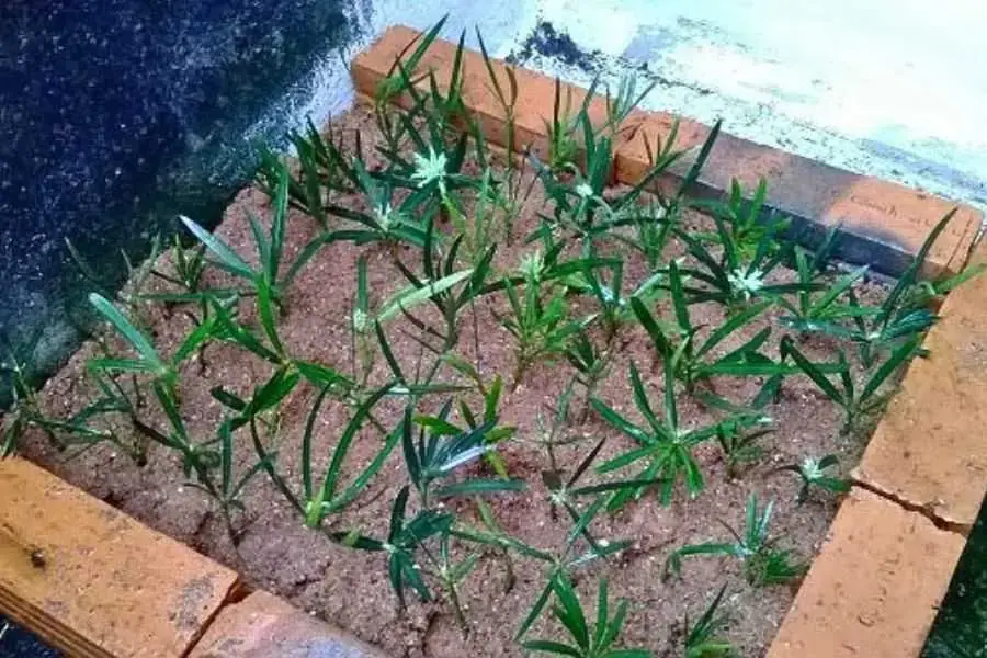 Đảm bảo giá thể trồng phù hợp với phương pháp trồng cây.
