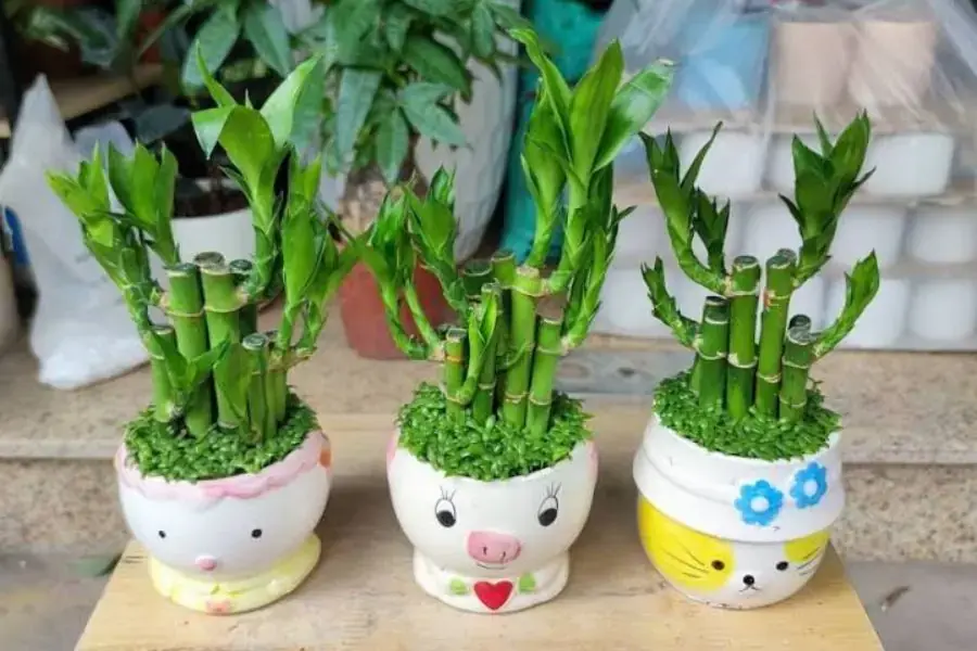 Cây phát tài giúp thu hút sự giàu sang cho gia chủ