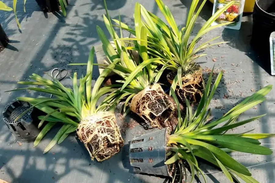 Đặc điểm rễ của lan kiếm.