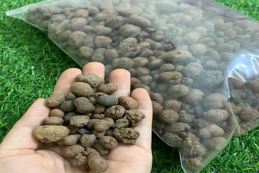 Đặt một lớp cát silica hoặc sỏi trên đáy chậu hoặc hồ.