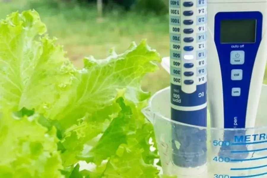 Kiểm tra độ pH thường xuyên để điều chỉnh phù hợp với tình trạng cây xà lách